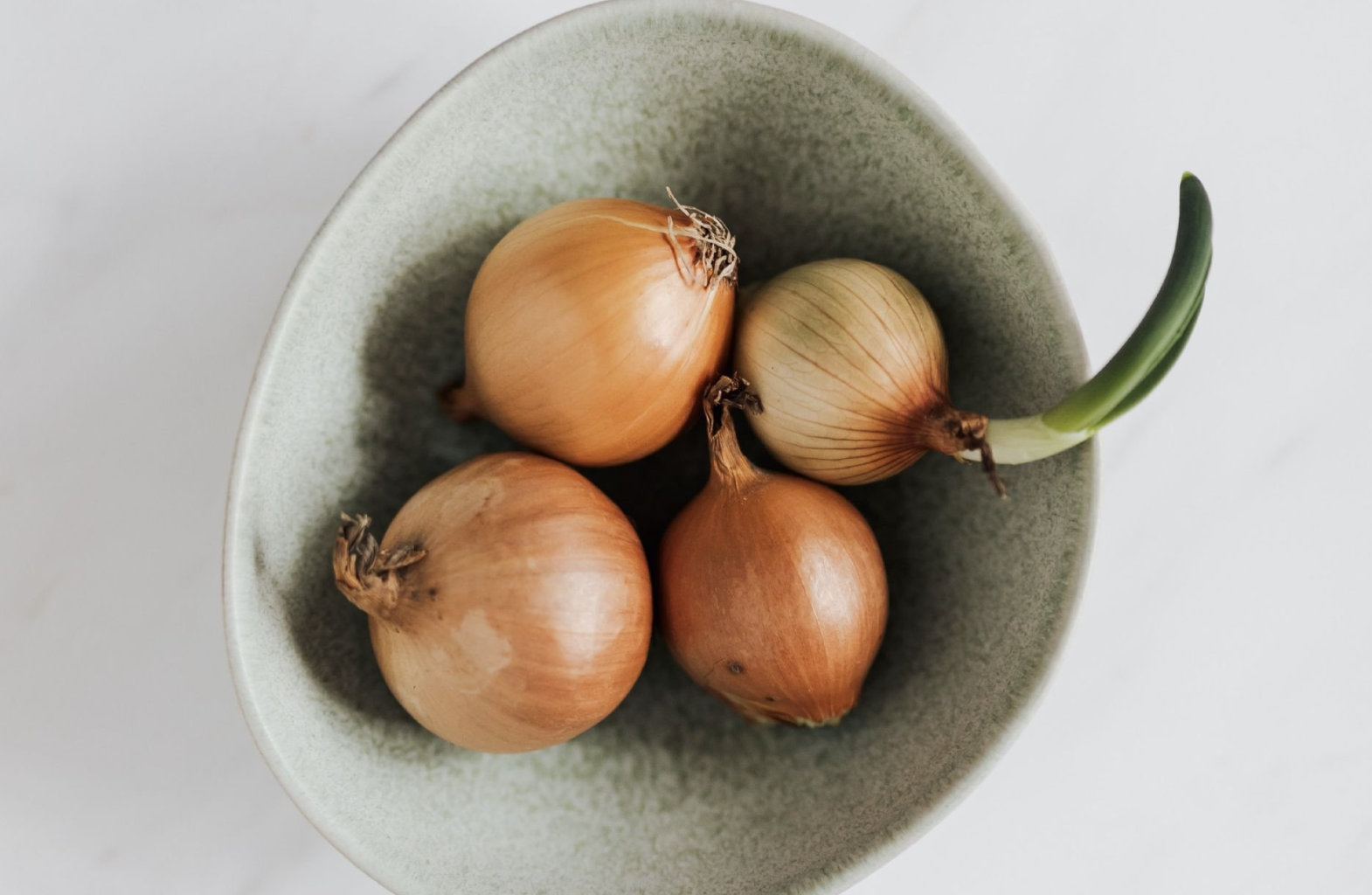 Cebolla
