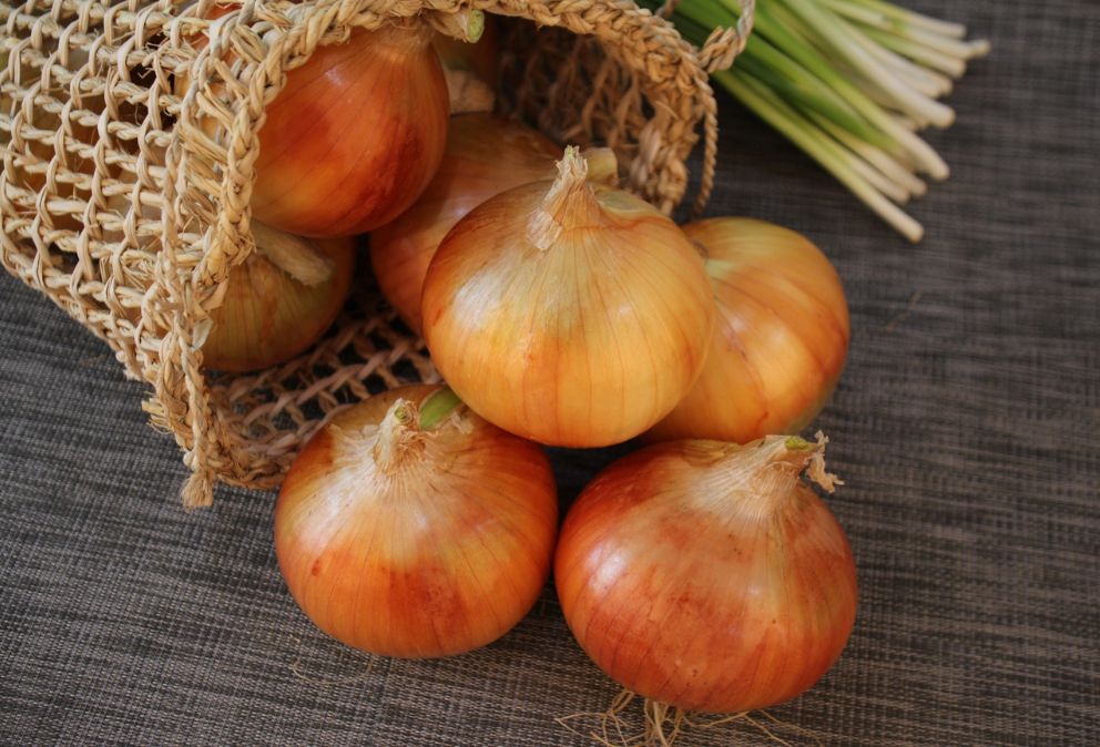 cebolla de la mancha