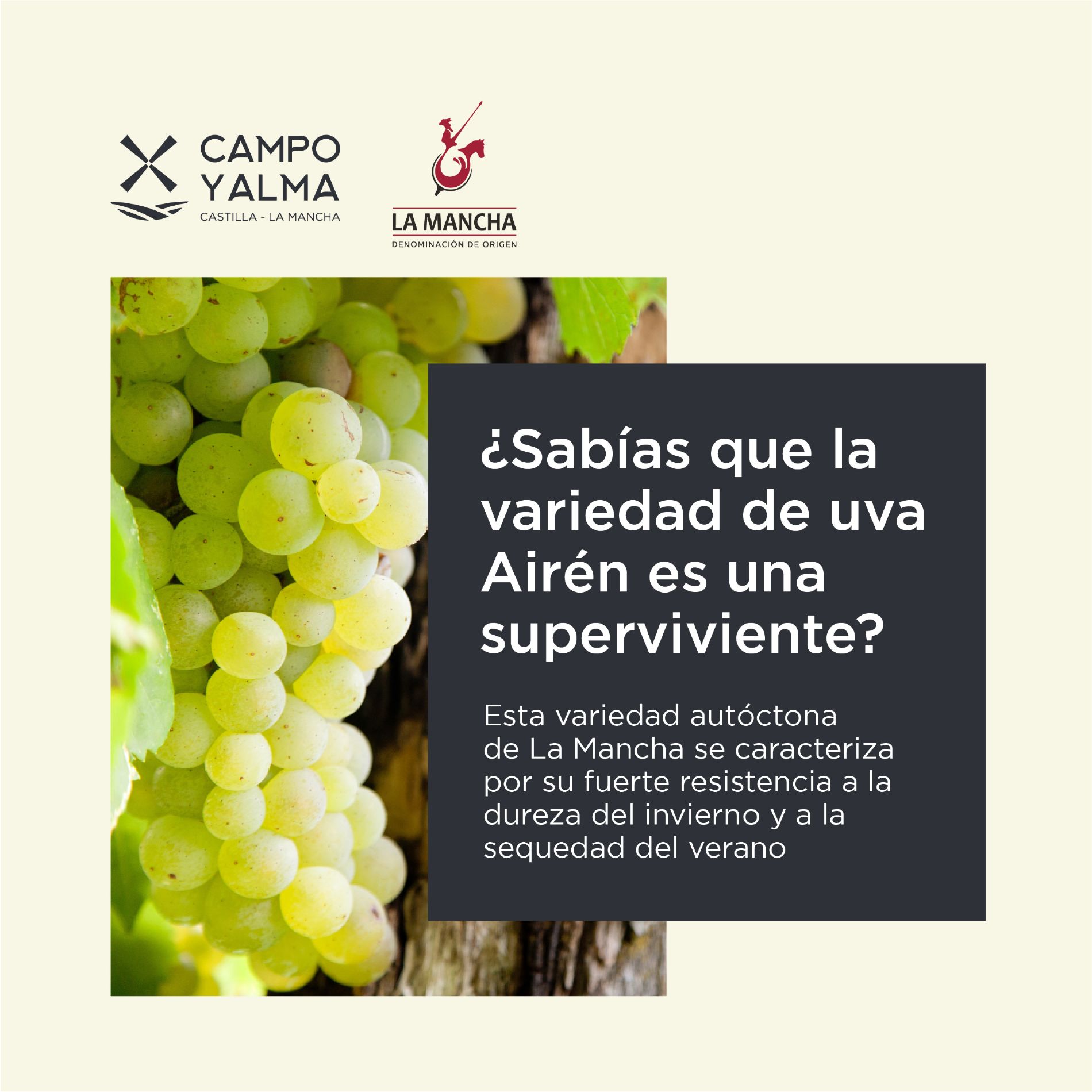 Variedad Airn