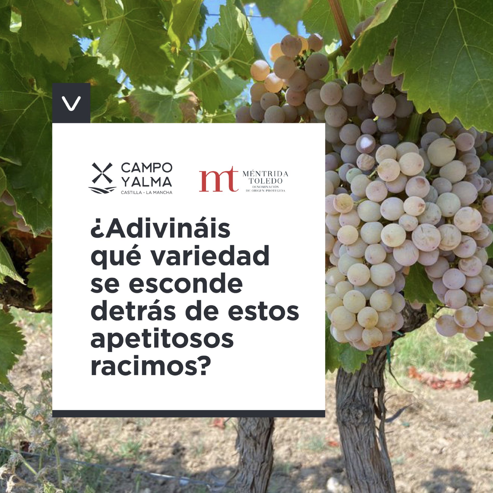 aceite de oliva
