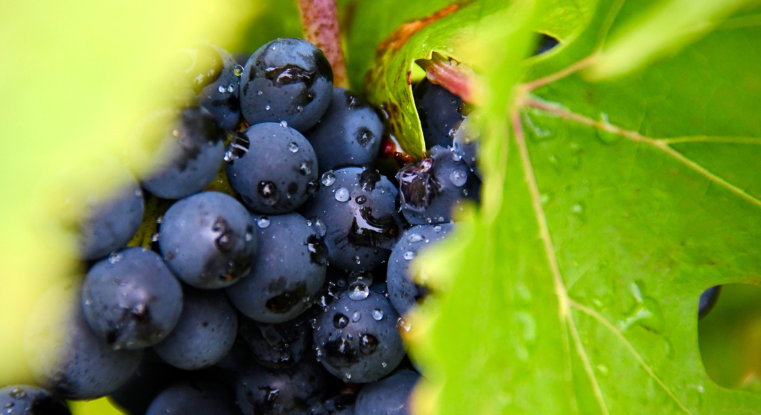 Vino de La Mancha