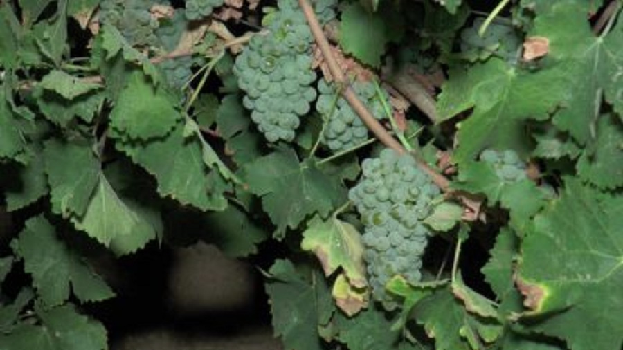 Sauvignon-Blanc-de-La-Mancha