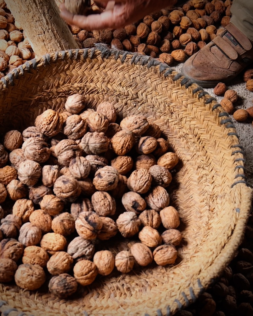 Nueces de Nerpio con DOP: empieza la recolecci�n de la nuez m�s peque�a de Espa�a