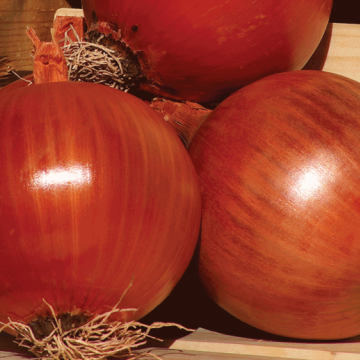 cebolla