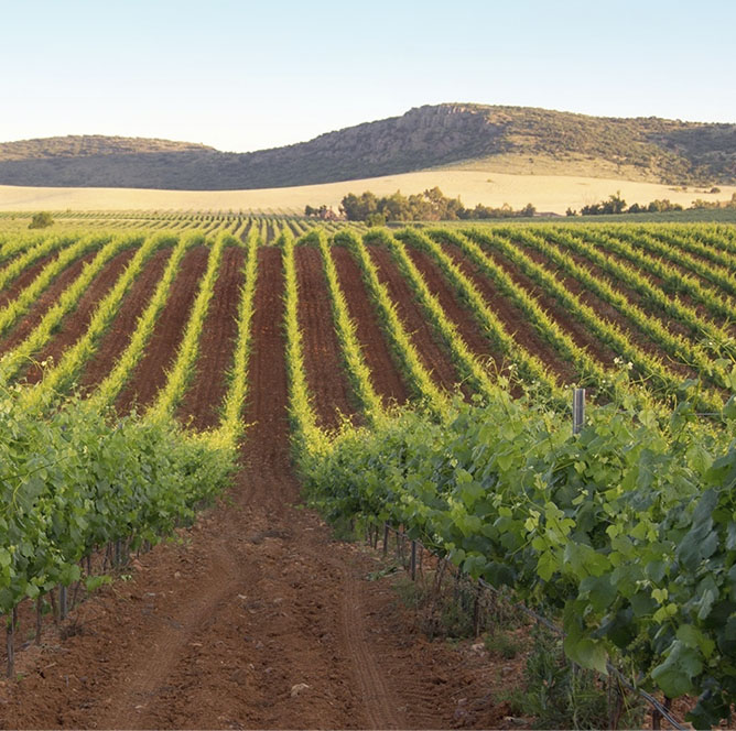 dop vino campo calatrava