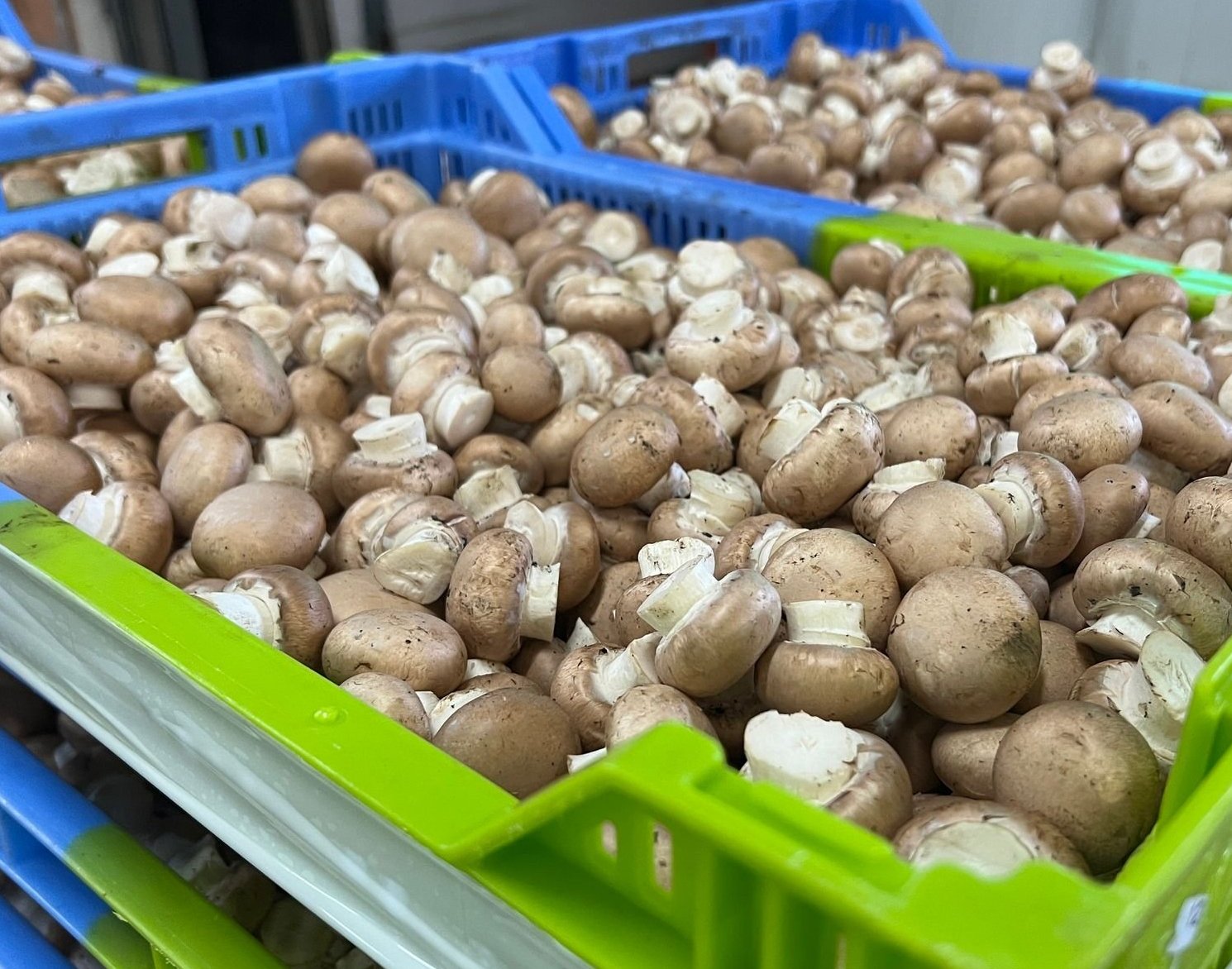 hongos de la manchuela