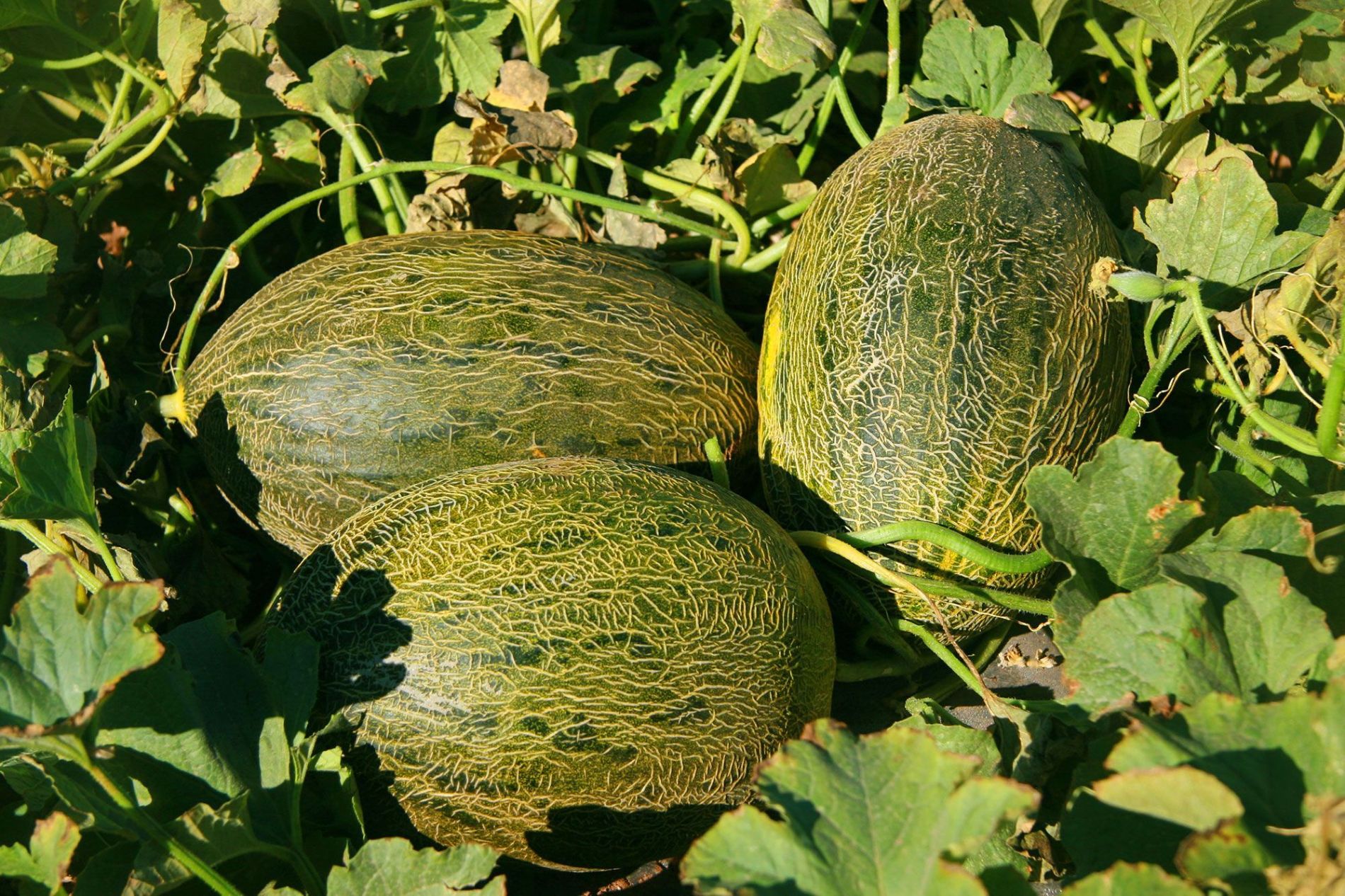 meln de la mancha