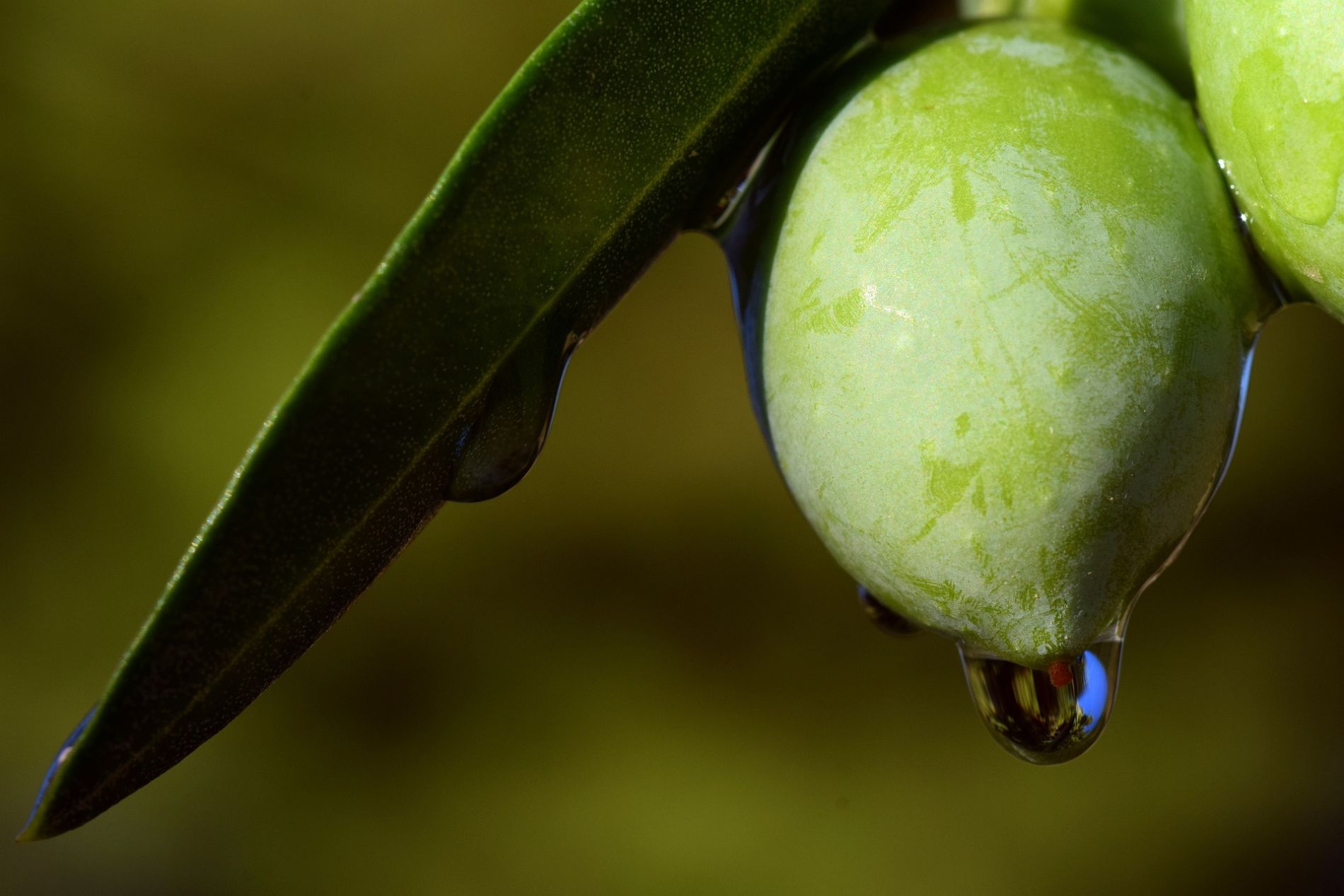 aceite